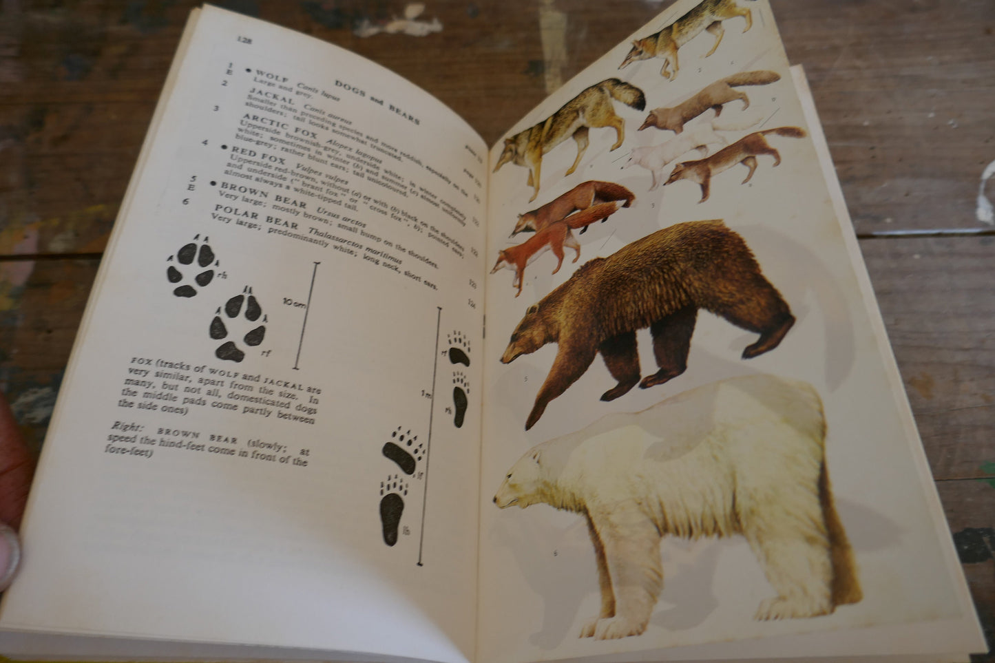 Vintage Nature Book - Animal Book - Vintage Animal book - Coffee table books - Nature Guides - English nature books - Bird Spotting Guide