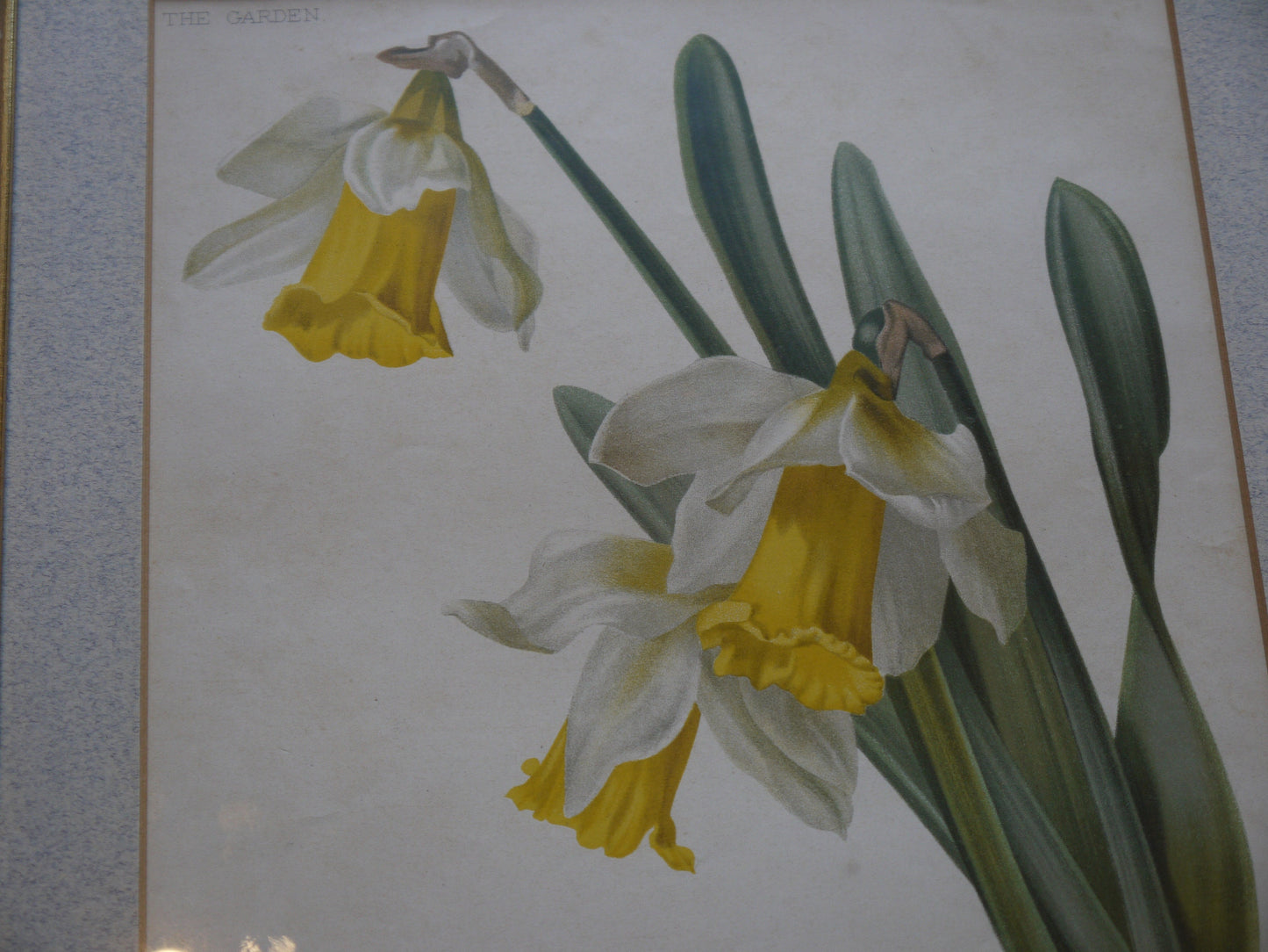 Stunning Set of Antique Victorian Botancial Prints - Original Victorian Prints  Botantical Prints - Flower Pictures -Flower Prints Victorian