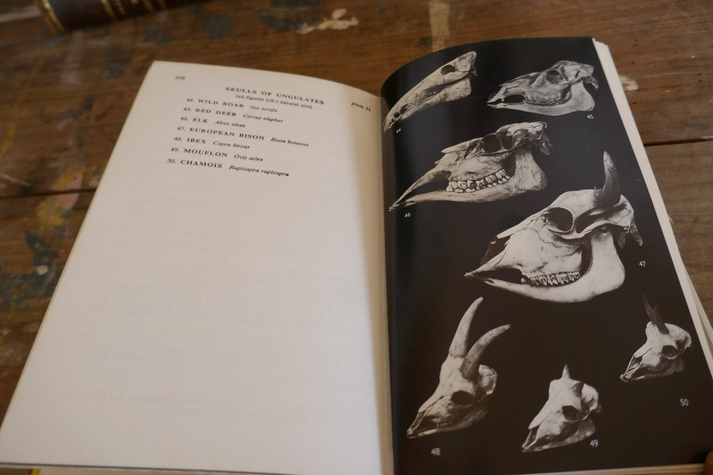 Vintage Nature Book - Animal Book - Vintage Animal book - Coffee table books - Nature Guides - English nature books - Bird Spotting Guide