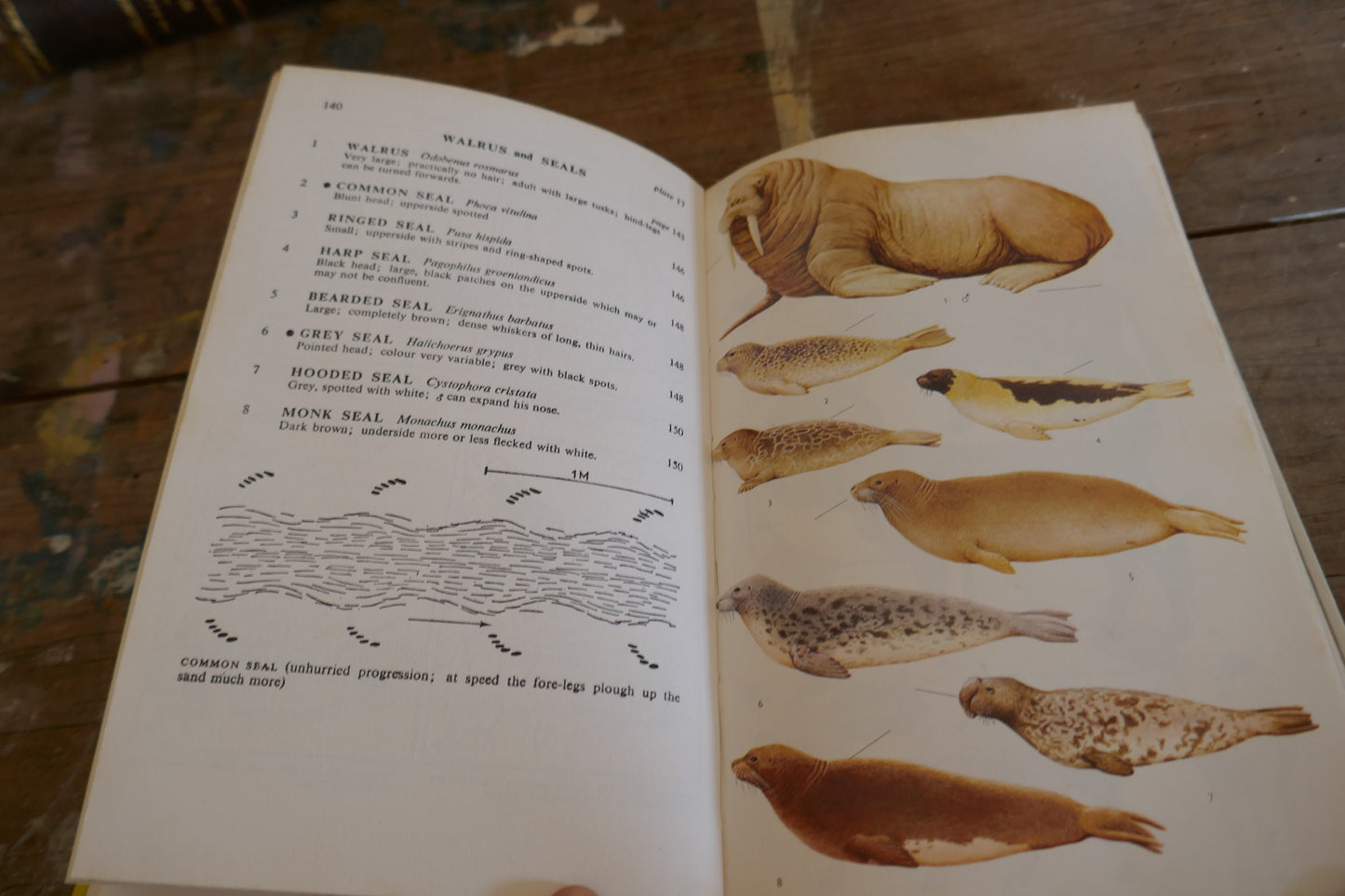 Vintage Nature Book - Animal Book - Vintage Animal book - Coffee table books - Nature Guides - English nature books - Bird Spotting Guide