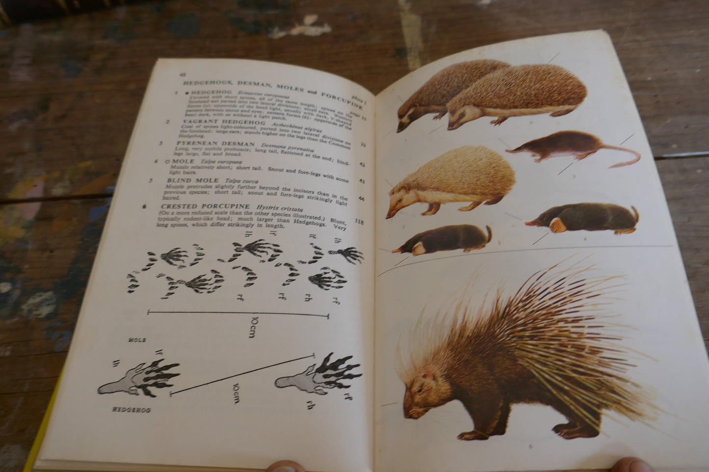 Vintage Nature Book - Animal Book - Vintage Animal book - Coffee table books - Nature Guides - English nature books - Bird Spotting Guide