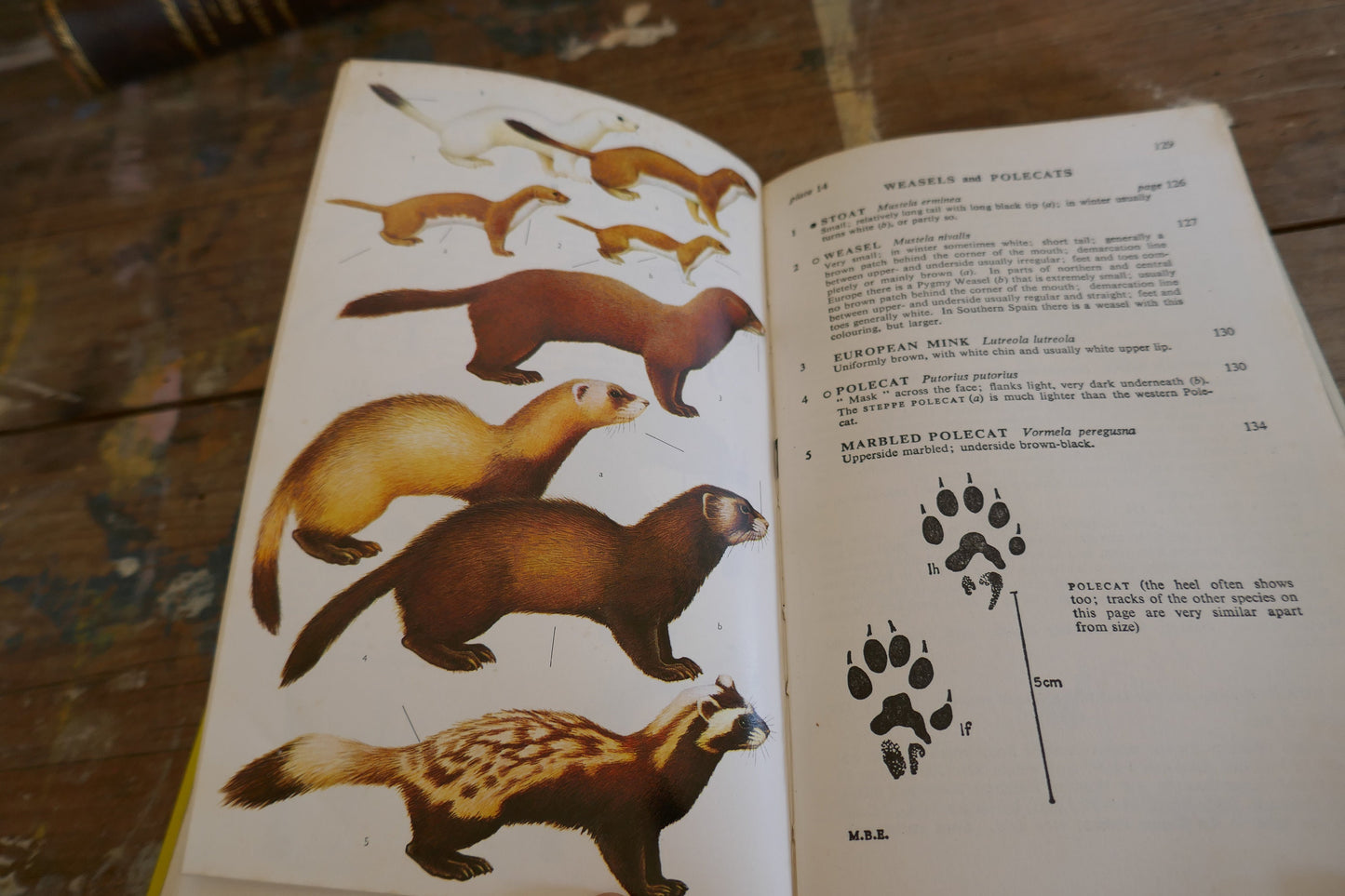 Vintage Nature Book - Animal Book - Vintage Animal book - Coffee table books - Nature Guides - English nature books - Bird Spotting Guide