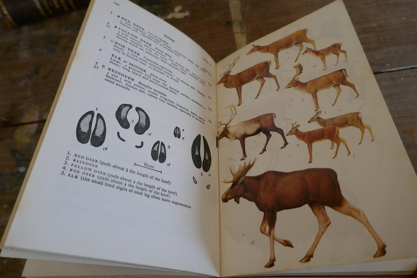 Vintage Nature Book - Animal Book - Vintage Animal book - Coffee table books - Nature Guides - English nature books - Bird Spotting Guide