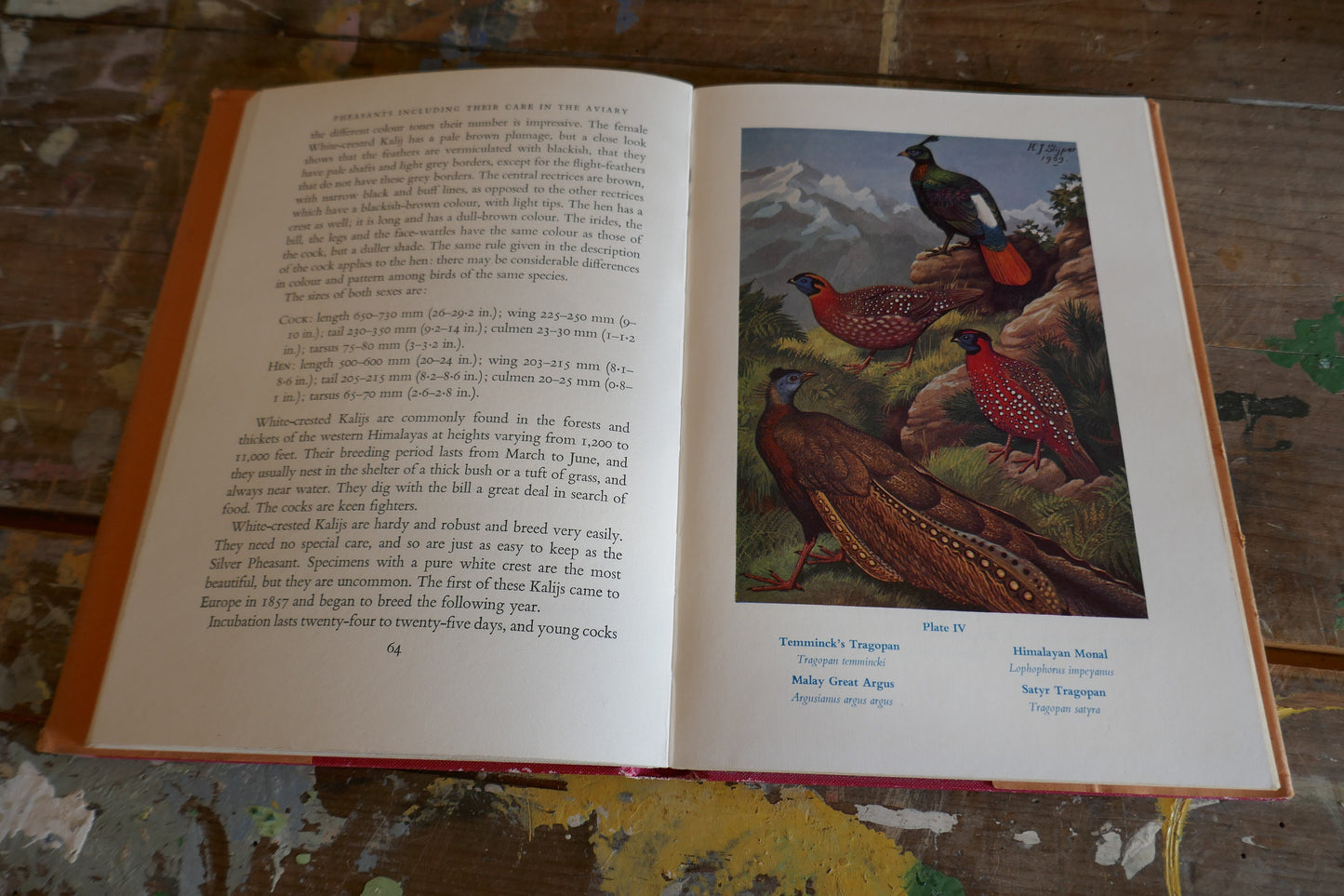Vintage Nature Book - Bird Book - Vintage Bird book - Coffee table books - Nature Guides - English nature books - Bird Spotting Guide