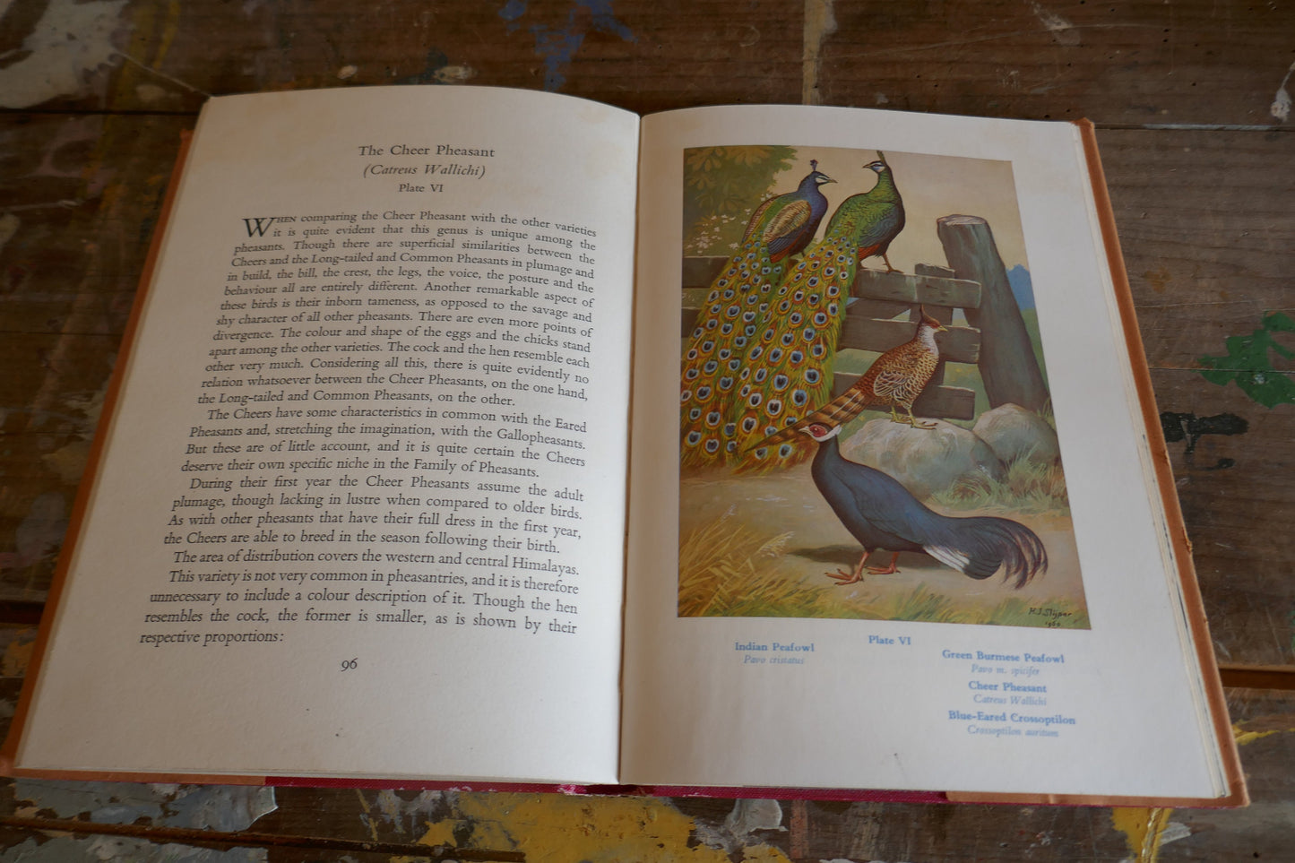 Vintage Nature Book - Bird Book - Vintage Bird book - Coffee table books - Nature Guides - English nature books - Bird Spotting Guide