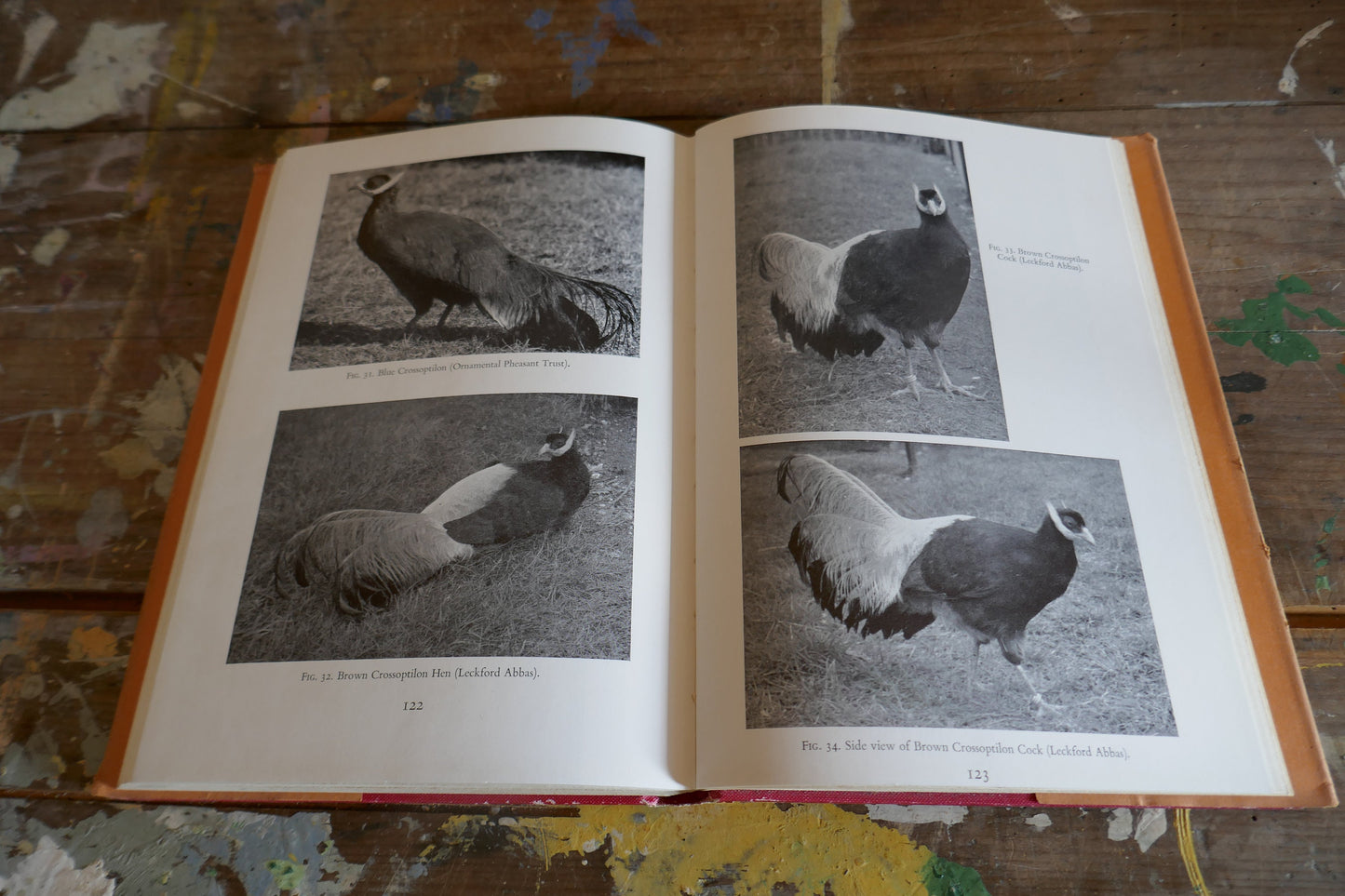 Vintage Nature Book - Bird Book - Vintage Bird book - Coffee table books - Nature Guides - English nature books - Bird Spotting Guide