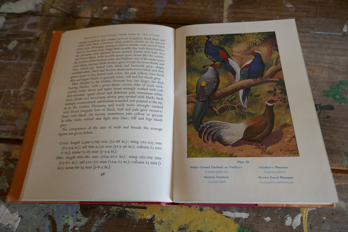 Vintage Nature Book - Bird Book - Vintage Bird book - Coffee table books - Nature Guides - English nature books - Bird Spotting Guide