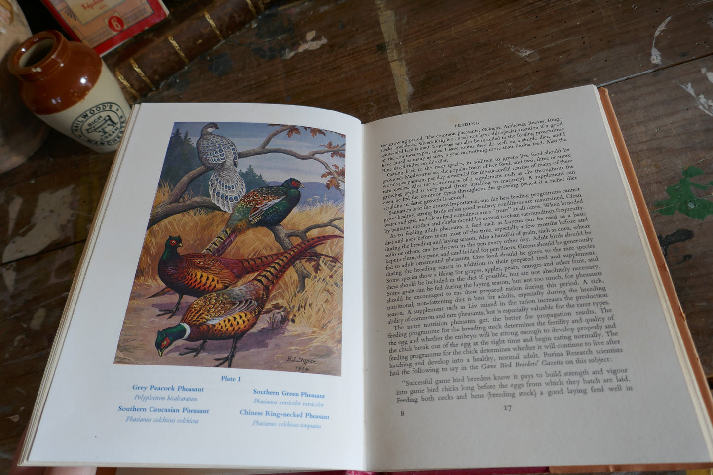 Vintage Nature Book - Bird Book - Vintage Bird book - Coffee table books - Nature Guides - English nature books - Bird Spotting Guide