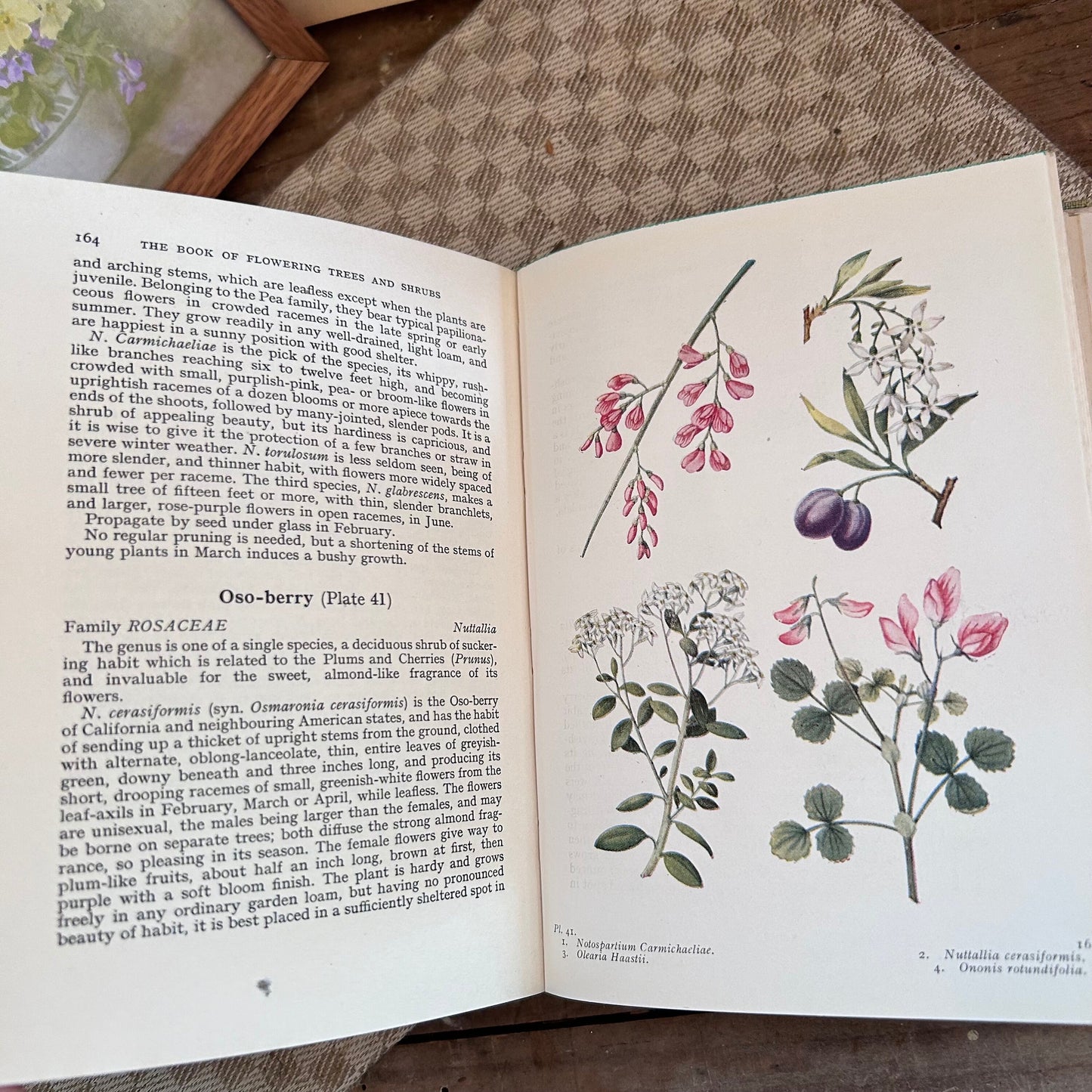 Antique Flower Book, Flower Book, Nature Book, Vintage Nature Book, plant book, Coffee table book, antique book, Antique Books, plant guide
