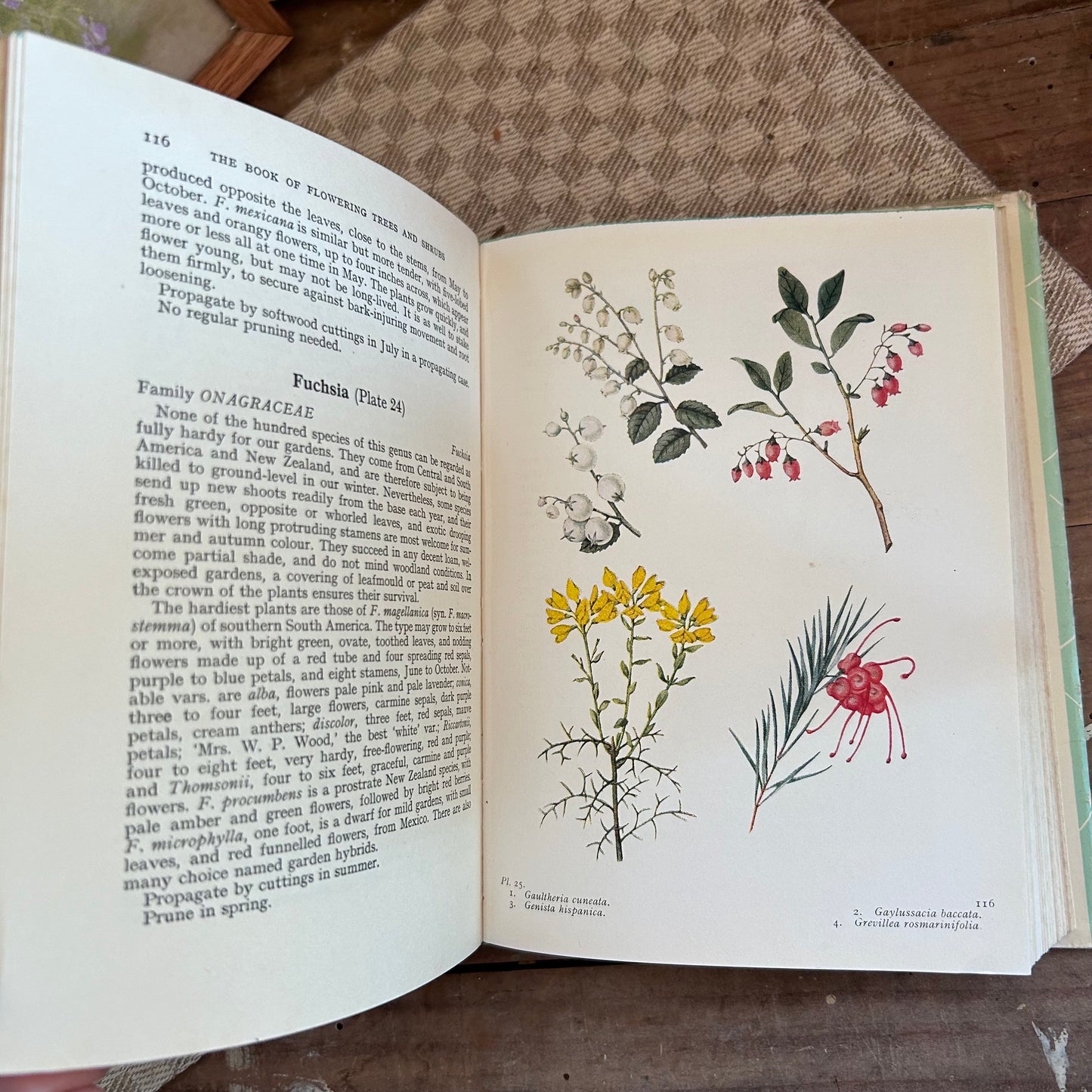 Antique Flower Book, Flower Book, Nature Book, Vintage Nature Book, plant book, Coffee table book, antique book, Antique Books, plant guide