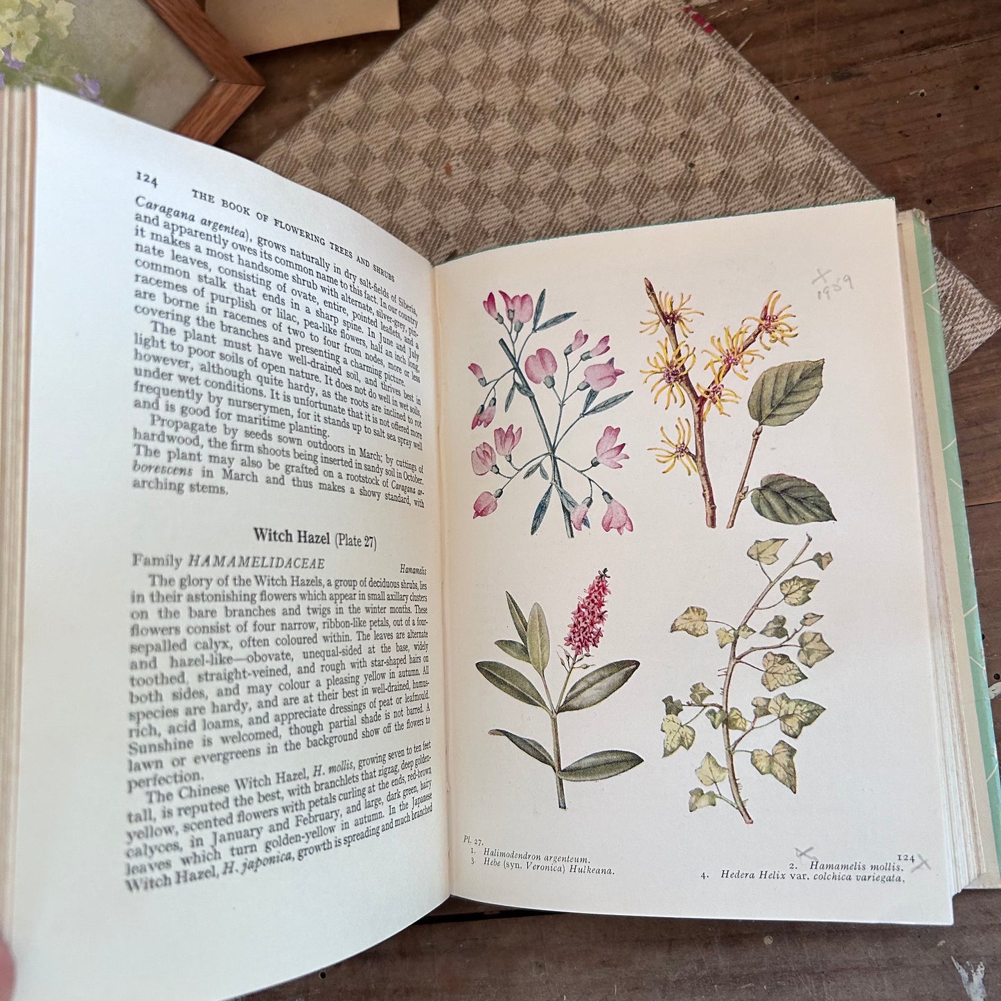 Antique Flower Book, Flower Book, Nature Book, Vintage Nature Book, plant book, Coffee table book, antique book, Antique Books, plant guide