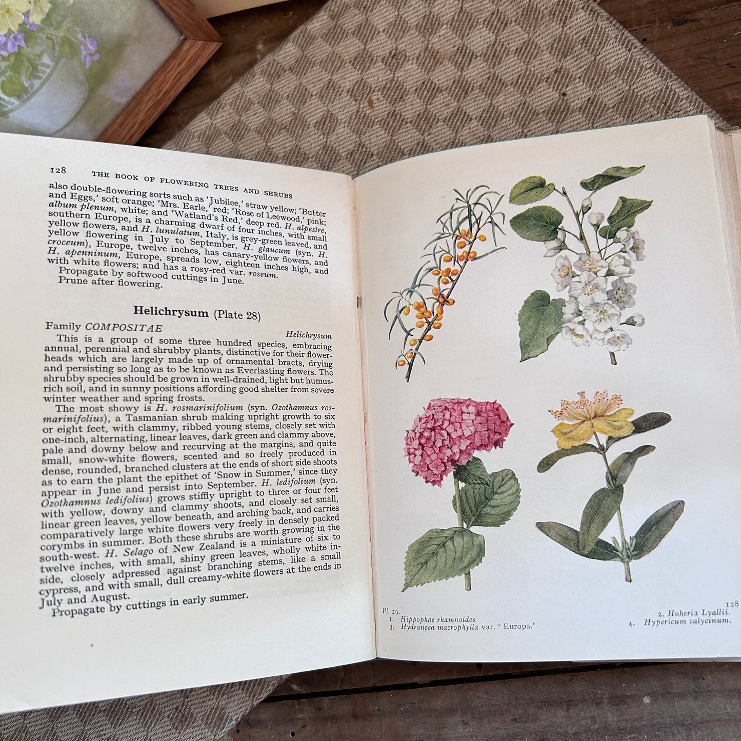 Antique Flower Book, Flower Book, Nature Book, Vintage Nature Book, plant book, Coffee table book, antique book, Antique Books, plant guide